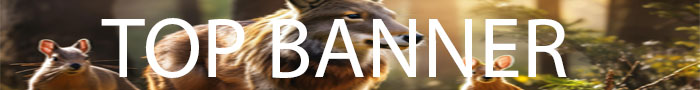 top banner